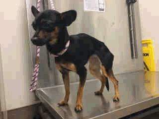 3 Pepper - 2 Years Old Female UNAVAIL A258950