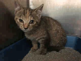 RES ONLY A258983 Gray Domestic Sh SF 7 Marco - 3 Months Old Male