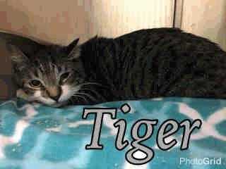SF 3 Tiger - 1 Year Old Neutered Male 01/06/17