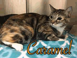 Domestic Sh SF 3 Caramel - 2 Years Old Spayed