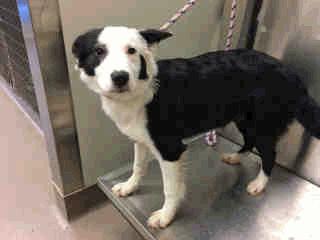 SPUP 3 River - 3 Months Old Female RES ONLY A259149