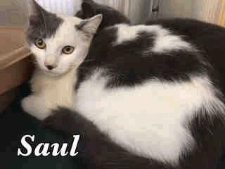 FDS4 Saul - 2 Years Old Male 10/26/16