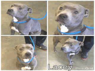 Tan/White Treeing Cur/Mix ADOPT306 Lacey - 2 Years