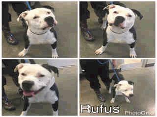 ADOPT401 Rufus - 3 Years Old Male 12/24/16 12/31/16