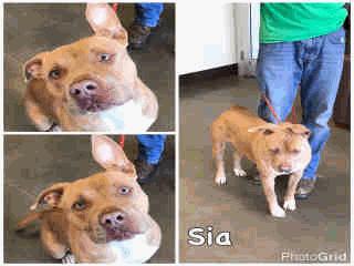 - 3 Years Old Female AVAILABLE A259096 Brown/White Pit