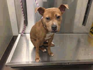 1 A259170 - No Age Old Female 01/17/17 STRAY WAIT A259170
