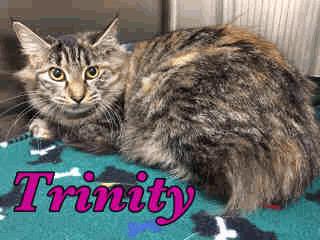FDS2 Trinity - 1 Year 3 Months Old Female 10/19/16