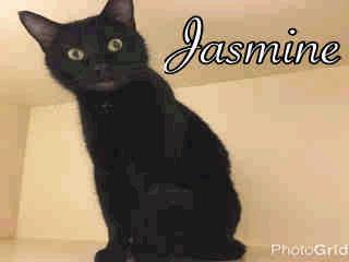 Jasmine - 1 Year 7 Months Old Female 12/21/16