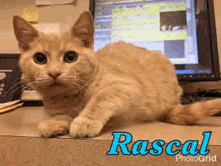 FDS8 Rascal - 4 Months Old Male 11/22/16 12/02/16