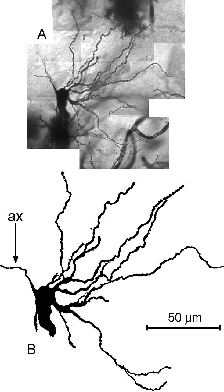 J. Najdzion et al., The neuronal structure of the dorsal nucleus of the lateral geniculate body emerges directly from the soma. The type II neurons are presumably interneurons.