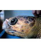 it Project description: Background The loggerhead turtle (Caretta caretta), a priority species under the Habitats Directive, is severely threatened in the entire Mediterranean basin, as it is across