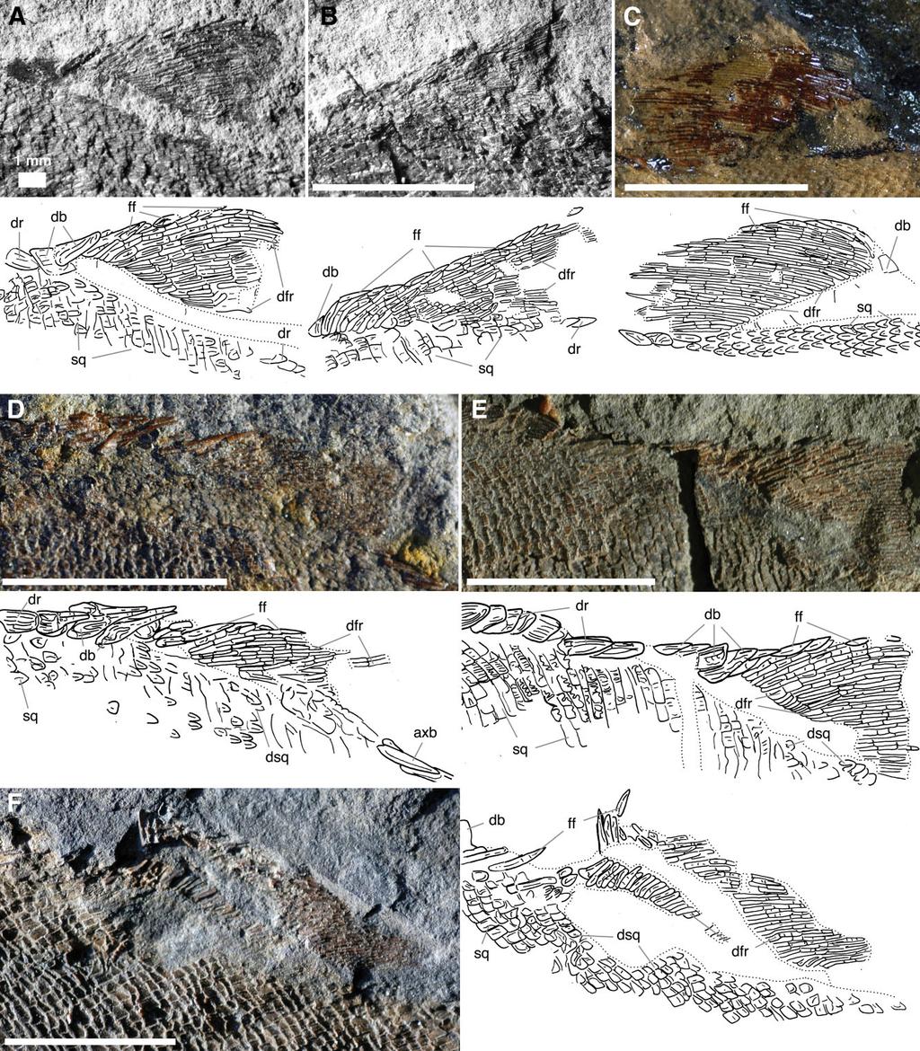 EARLY CARBONIFEROUS STYRACOPTERID FISHES 181 Figure 9. Fouldenia dorsal fins. Unlabelled scale bars equal 1 cm. A, NMS 1980.40.30; B, NMS 1980.40.27; C, NMS 1965.4.3; D, NMS 1980.40.31; E, NHM P61548; F, NHM P61549.