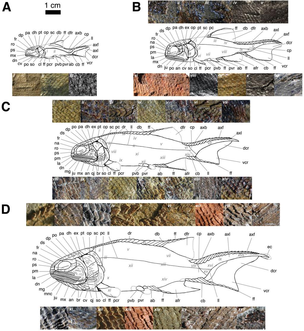 EARLY CARBONIFEROUS STYRACOPTERID FISHES 185 Figure 13. Fouldenia reconstructions and squamation.