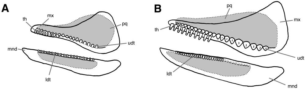 188 L. C. SALLAN AND M. I. COATES Figure 14. Reconstructions of styracopterid dentitions: A, Fouldenia; B, Styracopterus. Figure 15.