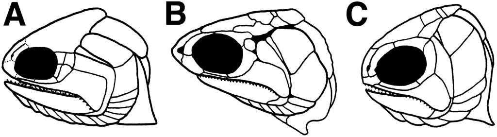 EARLY CARBONIFEROUS STYRACOPTERID FISHES 189 Figure 16. Comparison of early actinopterygian skulls I. A, Holurus (based on Moy-Thomas & Miles, 1971). B, Mesopoma (after Coates, 1999).