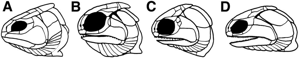 C, Adroichthys (after Gardiner, 1969). Figure 18. Comparison of early actinopterygian skulls III. A, Fouldenia. B, Strepheoschema (after Gardiner, 1985). C, Aetheretmon (after Gardiner, 1985).