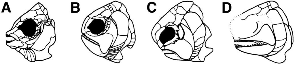 EARLY CARBONIFEROUS STYRACOPTERID FISHES 191 Figure 19. Comparison of early actinopterygian skulls IV. A, Discoserra (after Hurley et al., 2007). B, Proceramala (after Poplin & Lund, 2000).