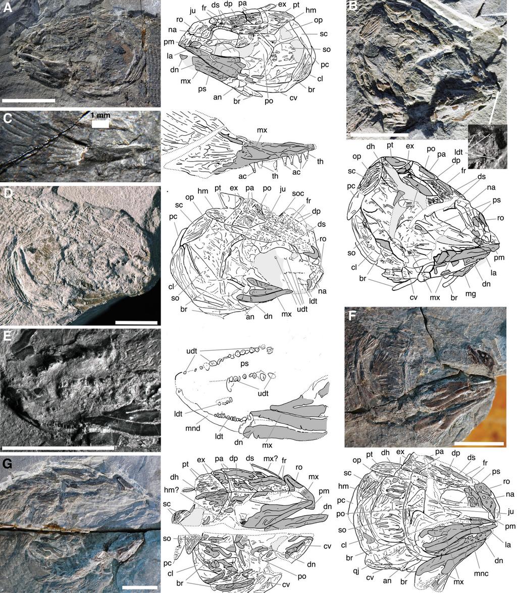 EARLY CARBONIFEROUS STYRACOPTERID FISHES 161 Figure 1. Styracopterus cranial material. Unlabelled scale bars equal 1 cm.
