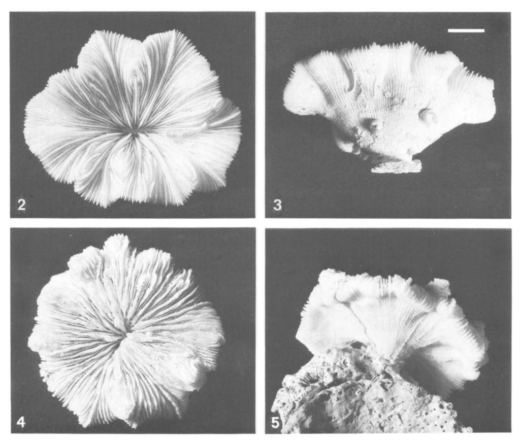 326 ZOOLOGISCHE MEDEDELINGEN 58 (1984) Fig. 2. Upper surface of holotype (RMNH 16241) of Cantharellus noumeae. Fig. 3. Under surface of holotype.