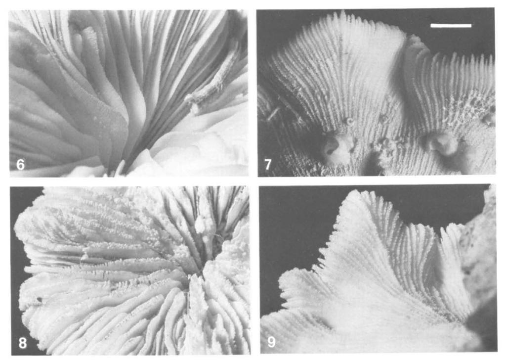 HOEKSEMA & BOREL BEST: NEW SCLERACTINIAN CORAL 327 Fig. 6. Close up of septal margins and septal sides of Cantharellus noumeae holotype.