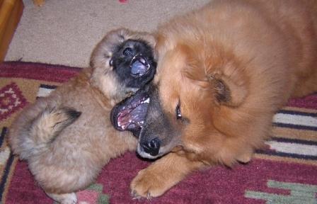 Chows who have not been around children are often unnerved by all the sudden movements.