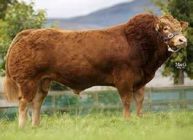 excellent breed characteristics He oozes style & class Lodge Hamlet - LM4058 Consistent producer of show quality animals Breeding correct progeny with exceptional muscle