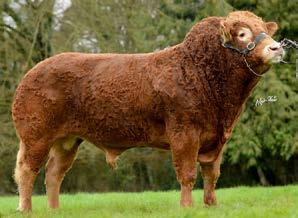 ) Progeny are Very Consistent Combining Style, Width & CAVELANDS JOLLY