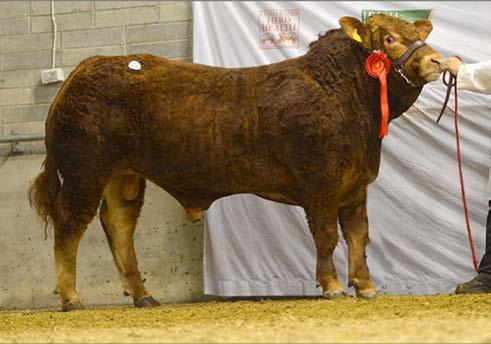 Mount Scott Ida Was a 1st prize winner & sold at 5,000, Ida is a son of Wilodge Cerberus.