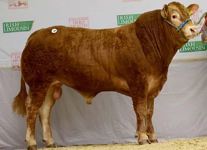 Mount Scott Jimmy 1 st in his class sold at a top prize of 5500. Jimmy is a son of the admirable.