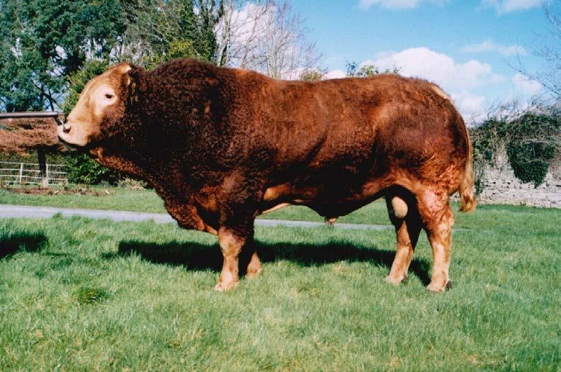 Gamin GIA Senior stock sire, produced 19 first prize winners at Limousin sales in 2002 including 6 senior and 2 reserve champion bulls and 3 junior and 2 reserve