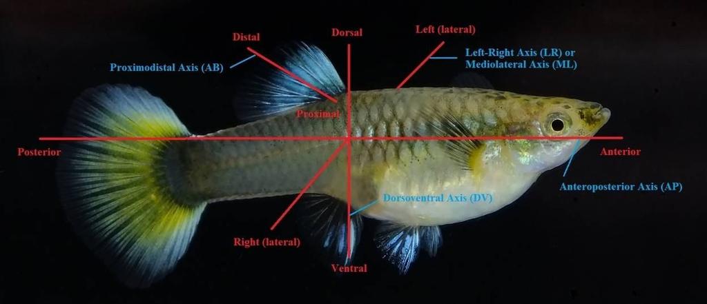 S1 Materials; Slide Specimen Photos The Cellular Expression and Genetics of Purple Body (Pb) in the Ocular Media of the Guppy Poecilia reticulata Alan S. Bias and Richard D.