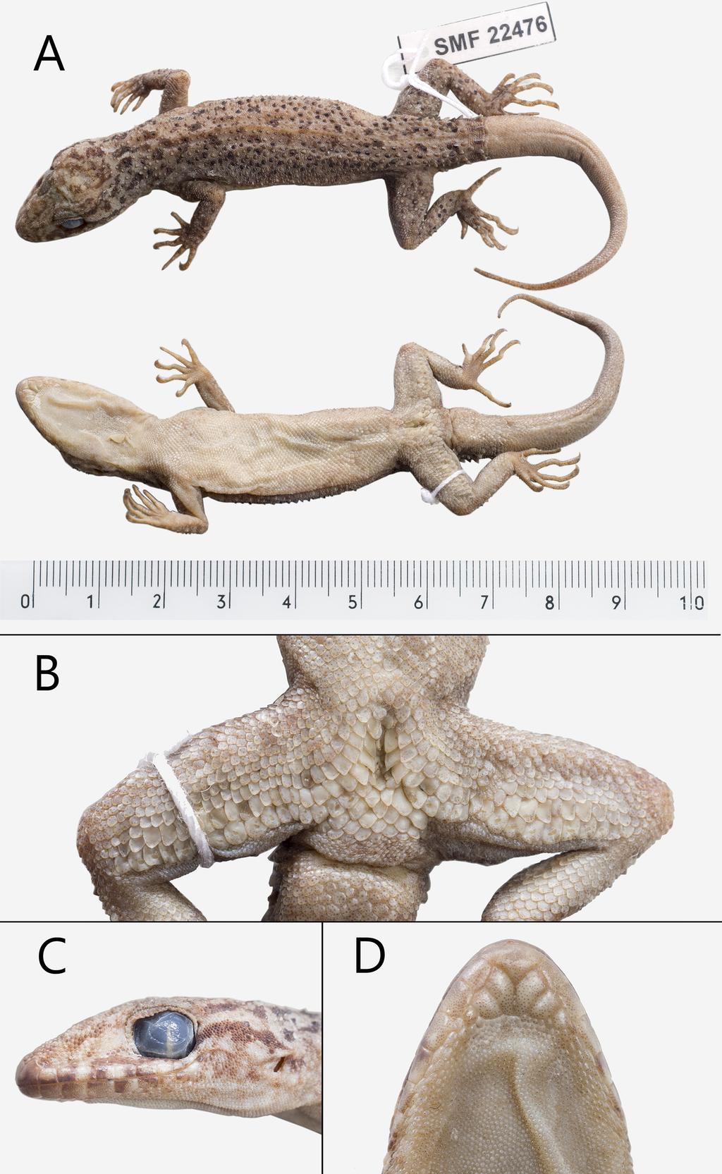 FIGURE 1. Morphological features of the holotype of Cyrtodactylus klakahensis sp. nov. (SMF 22476). (A) Dorsal and ventral view of the body.