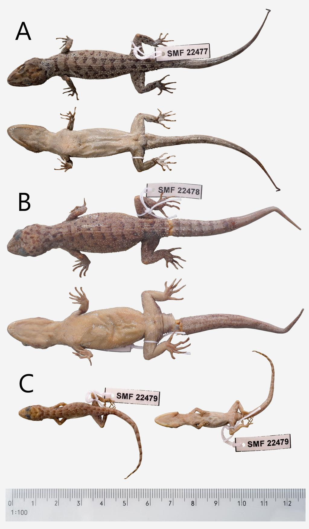 FIGURE 2. Paratype series of Cyrtodactylus klakahensis sp. nov. in dorsal and ventral view. (A) SMF 22477, an adult male.
