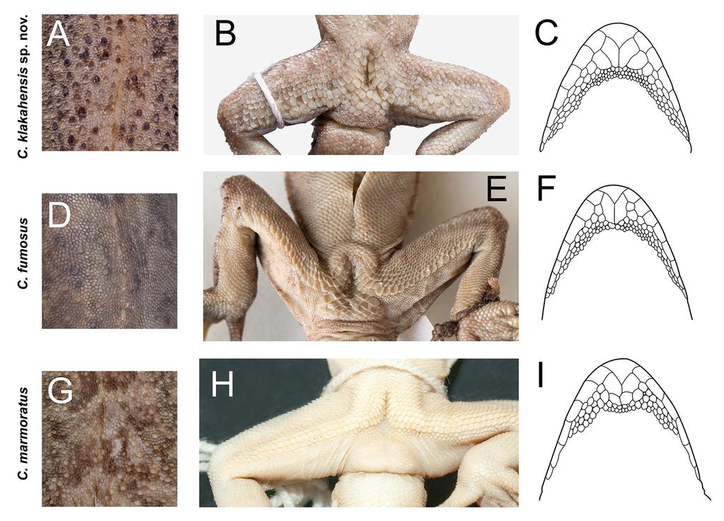 FIGURE 3. Comparison of the shape and arrangement of dorsal tubercles at midbody, the precloacal region in males, and the postmental and gular scale pattern between Cyrtodactylus klakahensis sp. nov.