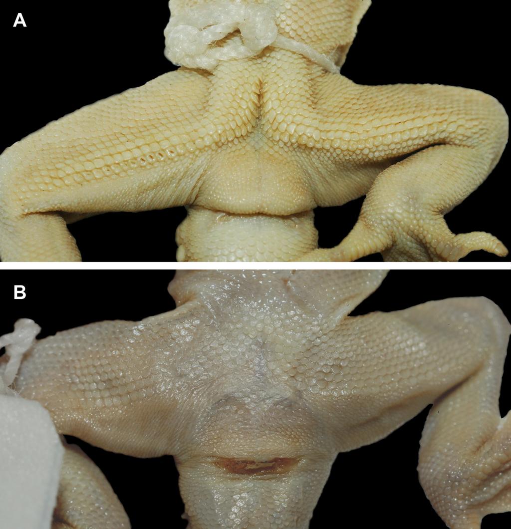 FIGURE 1. Precloacal region of Cyrtodactylus marmoratus. (A) Lectotype of C. marmoratus (RMNH.RENA. 2710a.1; adult male) with a precloacal groove as typical for males of that species.