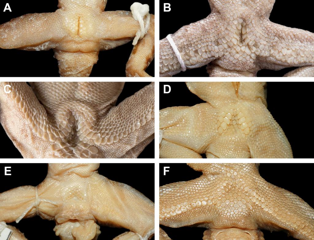 evaluation of the literature cited in the reference section and a re-examination of relevant bent-toed gecko specimens revealed that tubercles are invariably present on the head (at least on the