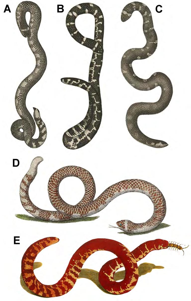 FIGURE 1. Historical drawings of Cylindrophis ruffus sensu historico. Illustrations from: (A C) Scheuchzer (1735); and (D E) Seba (1735). Illustrations are not to scale.