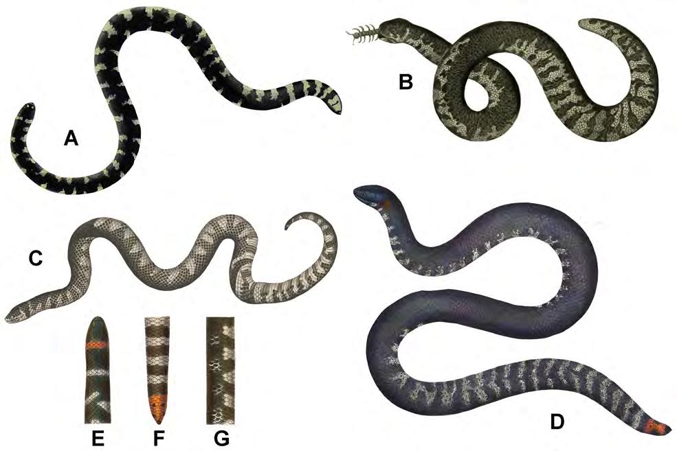 FIGURE 2. Historical drawings of Cylindrophis ruffus sensu historico (A, B & D G) and Scytale scheuchzeri (C).