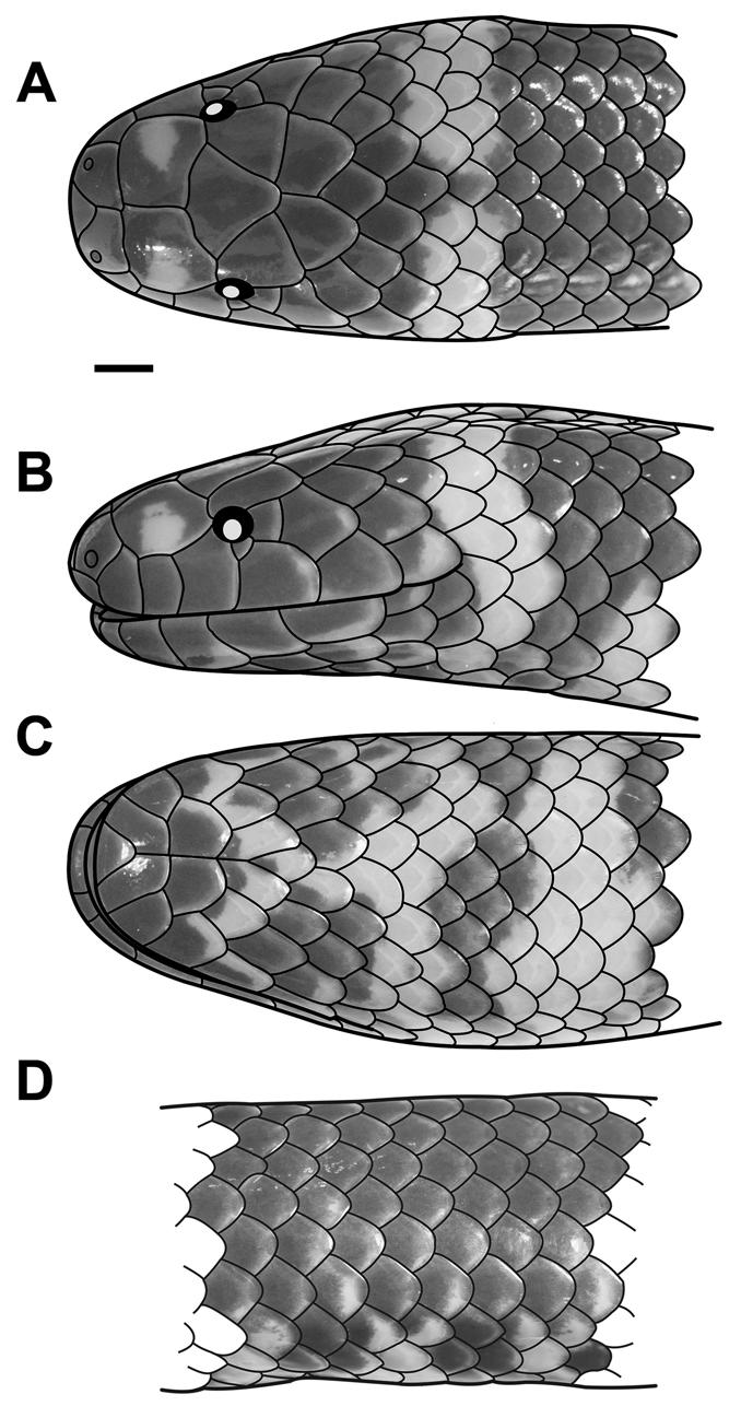 FIGURE 4. Holotype of Cylindrophis subocularis sp. nov. (RMNH.RENA 8785). (A) Dorsal, (B) lateral, and (C) ventral view of the head.