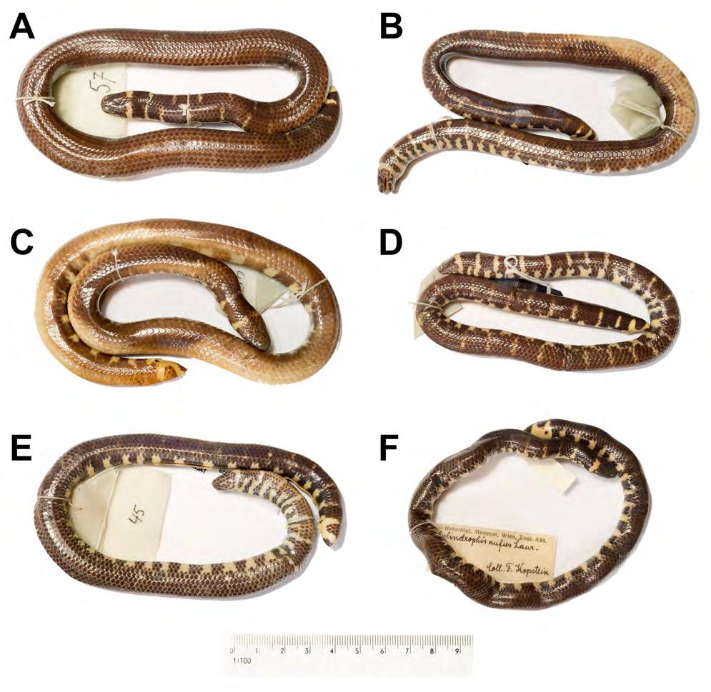 FIGURE 5. Paratypes of Cylindrophis subocularis sp. nov. in dorsal view. (A) RMNH.RENA 8958; (B) RMNH.RENA 8959; (C) RMNH.RENA 11