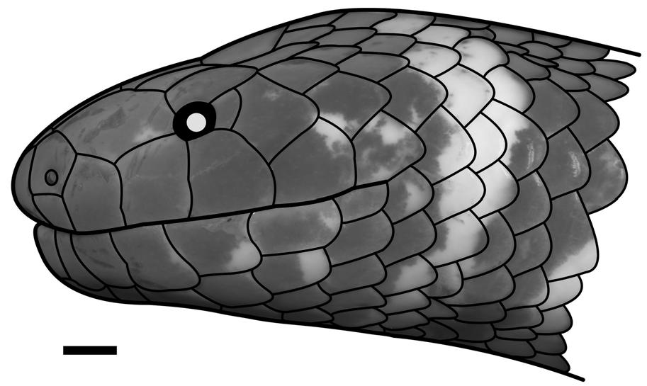 FIGURE 6. Head of a Cylindrophis ruffus sensu lato specimen from Bogor, Java (SMF 16980), in lateral view. Note the broad contact of the prefrontal with the orbit. Scale bar 2.0 mm.