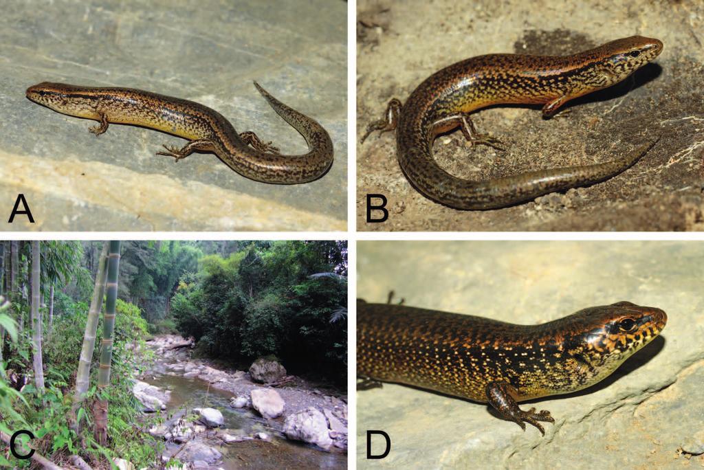 First captive breeding of a night skink (Eremiascincus) from Timor-Leste in the genus, is unknown at present.