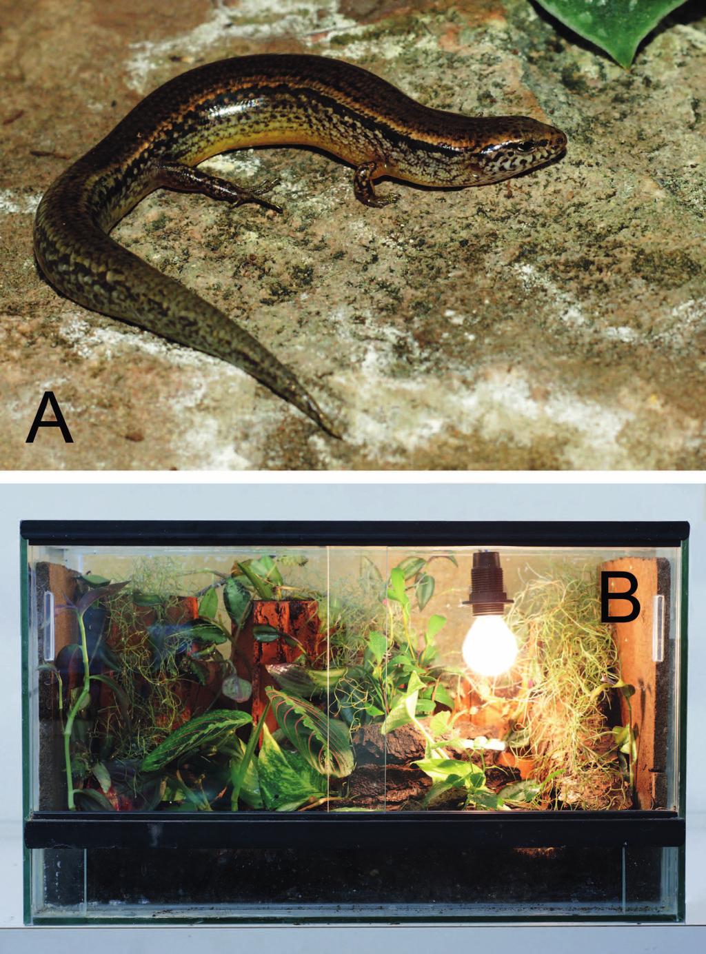 First captive breeding of a night skink (Eremiascincus) from Timor-Leste The ambient room temperature, in conjunction with the spotlight, creates a temperature range of 22 29 C inside the terrarium;