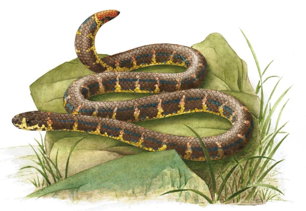 The Herpetofauna of Timor-Leste (Fieldwork) 4 The Herpetofauna of Timor-Leste (Fieldwork) Cover page of Asian Herpetological Research, 6(2) featuring Cylindrophis boulengeri Roux,