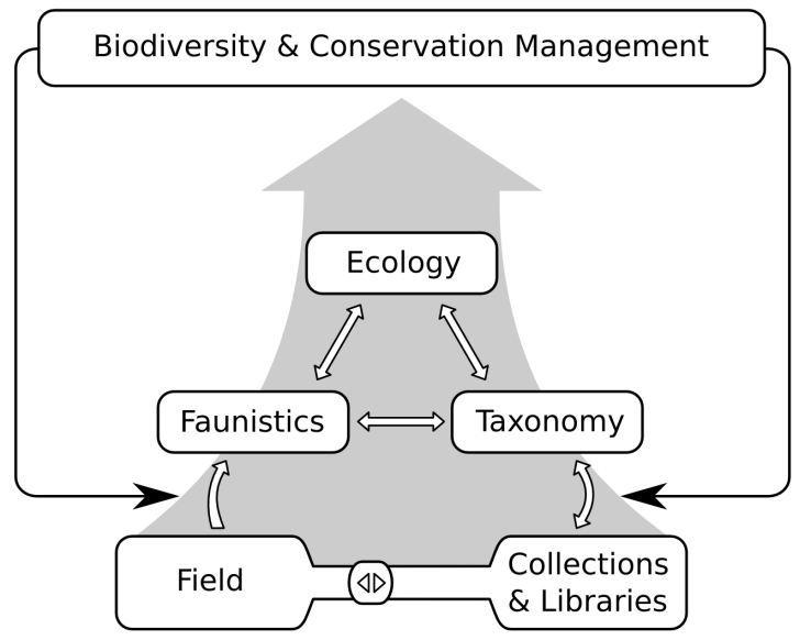 General Conclusions Fig. 3. Diagram showing the causal relationships and synergistic effects between fieldwork, collection-based work and different biological fields.