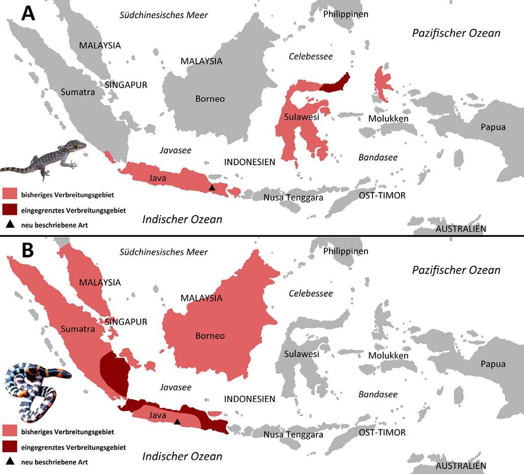 Abb. 1: Verbreitungsgebiete der untersuchten Arten in Südostasien vor (hellrot) und nach (dunkelrot) taxonomischen Bearbeitungen durch den Autor. (A) Verbreitung von Cyrtodactylus fumosus.