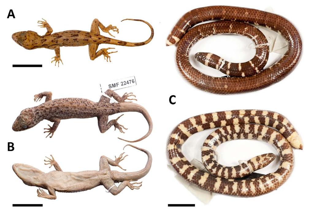 Abb. 2: Indonesische Bogenfinger-Geckos und Walzenschlangen. (A) Cyrtodactylus fumosus, ein nur selten gesammelter Gecko aus Nord- Sulawesi.