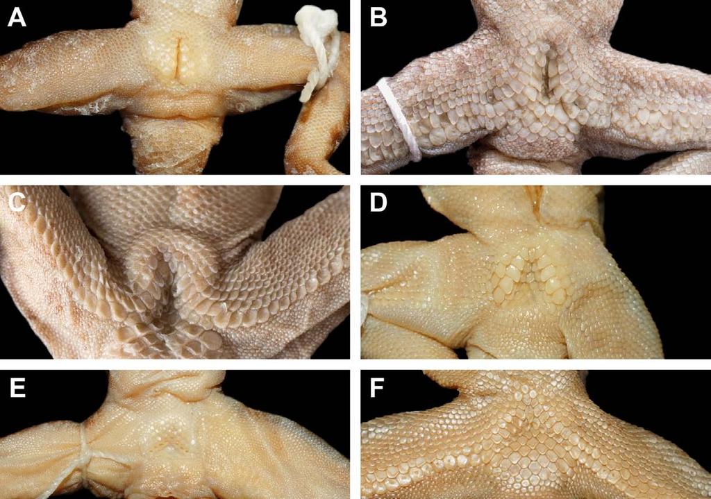 Abb. 3: Präkloakal-Vertiefungen verschiedener indonesischer Bogenfinger-Geckos (adulte Männchen). (A) Cyrtodactylus pubisulcus und (B) C. klakahensis besitzen eine schlitzförmige Präkloakal-Furche.