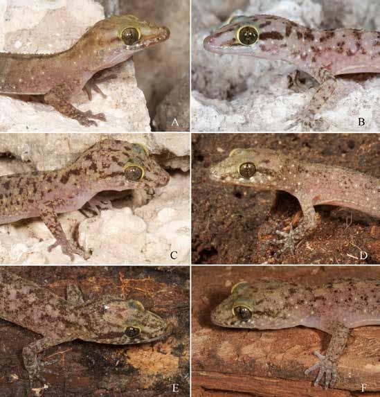 No. 2 Mark O SHEA et al. Timor-Leste Herpetofauna Updates 87 for representatives of this versatile gecko genus on Timor appears to be the availability of hiding places.