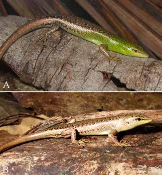 Known distribution. Lamprolepis smaragdina cf. elberti (Figure 25) has been documented from Baucau, Lautém, Oecusse, and Viqueque Districts on the mainland (Kaiser et al., 2011; O Shea et al.